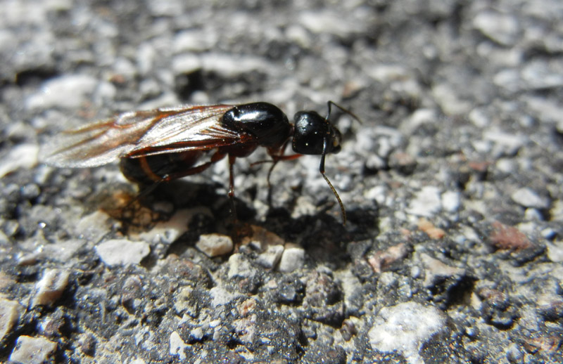 Femmina alata di Camponotus sp.